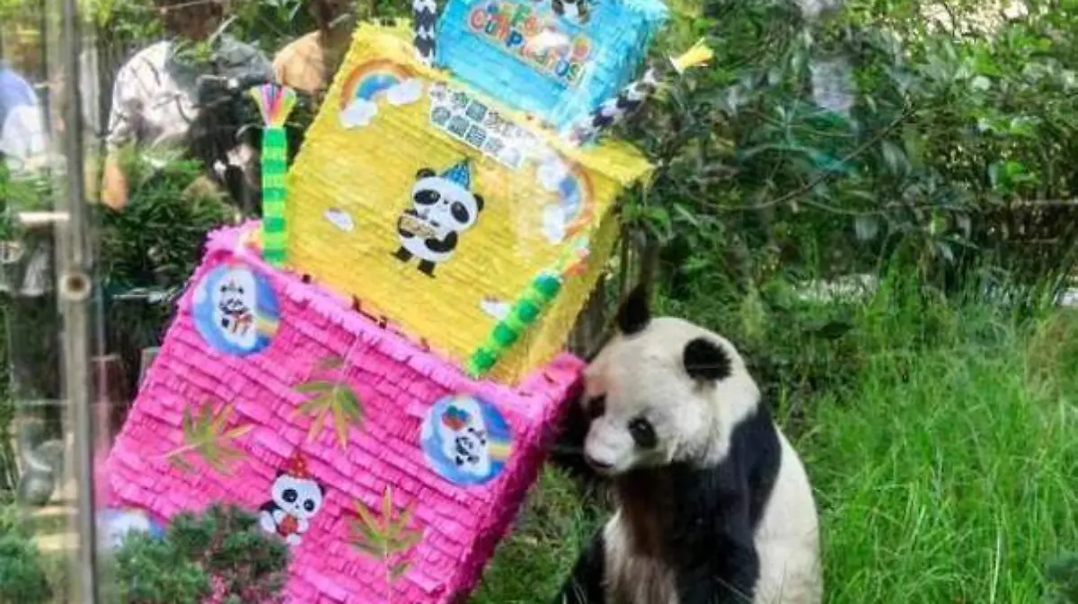 panda Shuan en su cumpleaños